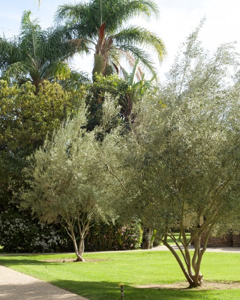 There are a number of olive trees at the Mission.  Olives were grown during the 1800s and the locals produced Olive Oil.